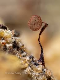 Attēlu rezultāti vaicājumam “Cribraria lepida”