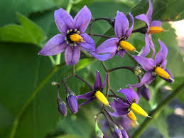Attēlu rezultāti vaicājumam “Solanum dulcamara flower”