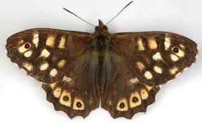 Attēlu rezultāti vaicājumam “Pararge aegeria upperside”