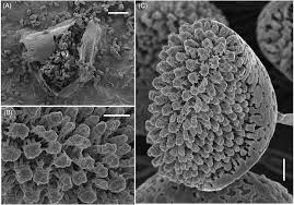 Attēlu rezultāti vaicājumam “Coleosporium sp.”