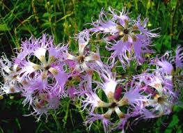 Image result for Dianthus superbus