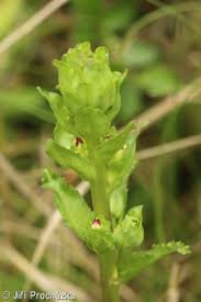 Attēlu rezultāti vaicājumam “Pedicularis sceptrum-carolinum leaf”