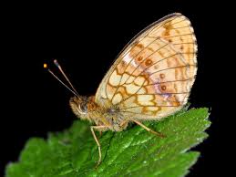 Attēlu rezultāti vaicājumam “Brenthis ino”