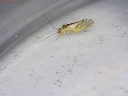 Attēlu rezultāti vaicājumam “Drepanosiphum platanoidis exuvia”