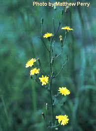 Attēlu rezultāti vaicājumam “Hieracium”