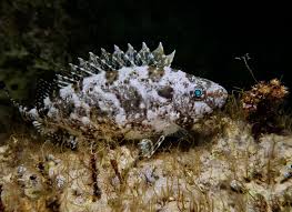 Image result for Siganus rivulatus