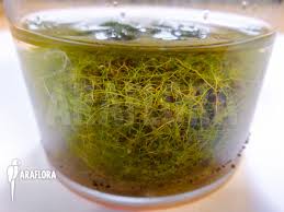 Attēlu rezultāti vaicājumam “Utricularia minor”