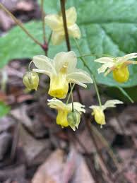 Attēlu rezultāti vaicājumam “Epimedium alpinum”
