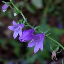 Attēlu rezultāti vaicājumam “Campanula rapunculoides flower”