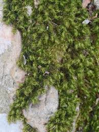 Attēlu rezultāti vaicājumam “Dicranum flagellare”