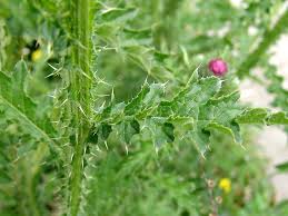 Attēlu rezultāti vaicājumam “Carduus crispus”