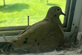 Image result for Zenaida macroura