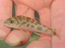 Image result for Menticirrhus americanus