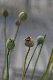 Image result for Papaver nudicaule