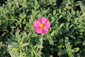 Attēlu rezultāti vaicājumam “Helianthemum x hybridum”