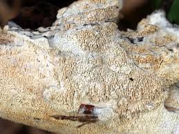 Attēlu rezultāti vaicājumam “Schizopora paradoxa”