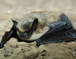 Attēlu rezultāti vaicājumam “Myotis nattereri”