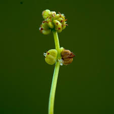 Attēlu rezultāti vaicājumam “Hydrocotyle vulgaris bud”