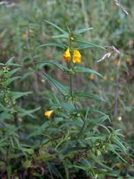 Attēlu rezultāti vaicājumam “Melampyrum sylvaticum”