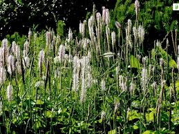 Attēlu rezultāti vaicājumam “Plantago media leaf”