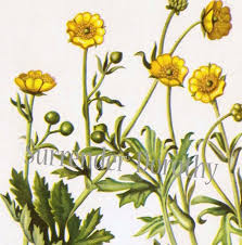 Attēlu rezultāti vaicājumam “Ranunculus acris”