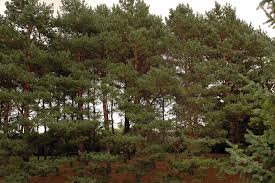 Attēlu rezultāti vaicājumam “Pinus sylvestris”