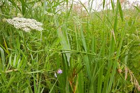 Attēlu rezultāti vaicājumam “Peucedanum palustre leaf”