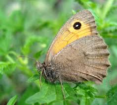 Attēlu rezultāti vaicājumam “Hyponephele lycaon”