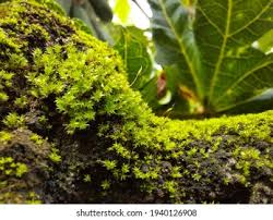 Attēlu rezultāti vaicājumam “Mnium hornum sporophyte”