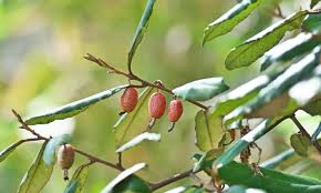 Attēlu rezultāti vaicājumam “Poa angustifolia fruit”