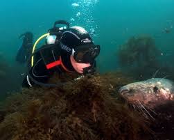 Image result for Exe To Sea Diving