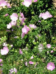 Image result for Malva alcea