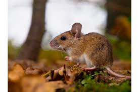 Attēlu rezultāti vaicājumam “Apodemus flavicollis”