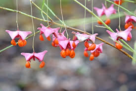 Attēlu rezultāti vaicājumam “Euonymus fruit”