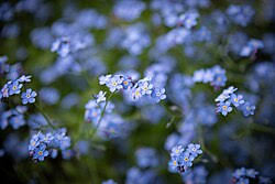 Attēlu rezultāti vaicājumam “Myosotis”