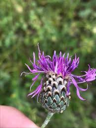 Attēlu rezultāti vaicājumam “Centaurea scabiosa”