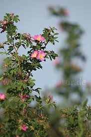 Attēlu rezultāti vaicājumam “Rosa glabrifolia”