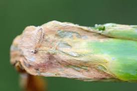 Attēlu rezultāti vaicājumam “Acrolepiopsis assectella”