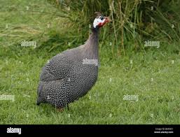 Attēlu rezultāti vaicājumam “Numida meleagris adult”