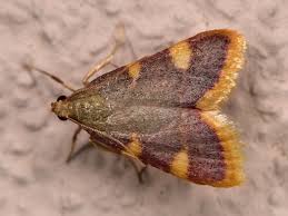 Attēlu rezultāti vaicājumam “Hypsopygia costalis”