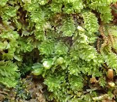 Attēlu rezultāti vaicājumam “Lophozia laxa”