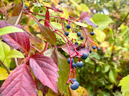 Attēlu rezultāti vaicājumam “Parthenocissus quinquefolia fruit”
