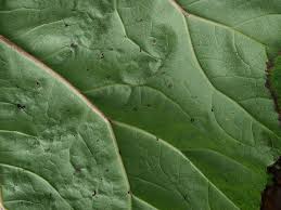 Attēlu rezultāti vaicājumam “Didymium tussilaginis”