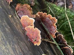 Attēlu rezultāti vaicājumam “Trametes ochracea”