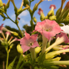Attēlu rezultāti vaicājumam “Nicotiana tabacum flower”