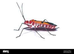 Attēlu rezultāti vaicājumam “Lygaeidae”