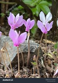 Attēlu rezultāti vaicājumam “Cyclamen hederifolium”