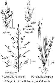 Attēlu rezultāti vaicājumam “Puccinellia distans”