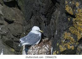 Attēlu rezultāti vaicājumam “Rissa tridactyla nest”