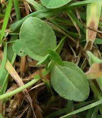 Attēlu rezultāti vaicājumam “Veronica serpyllifolia”
